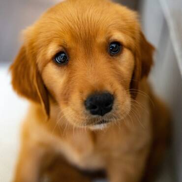 Puppy Lessen