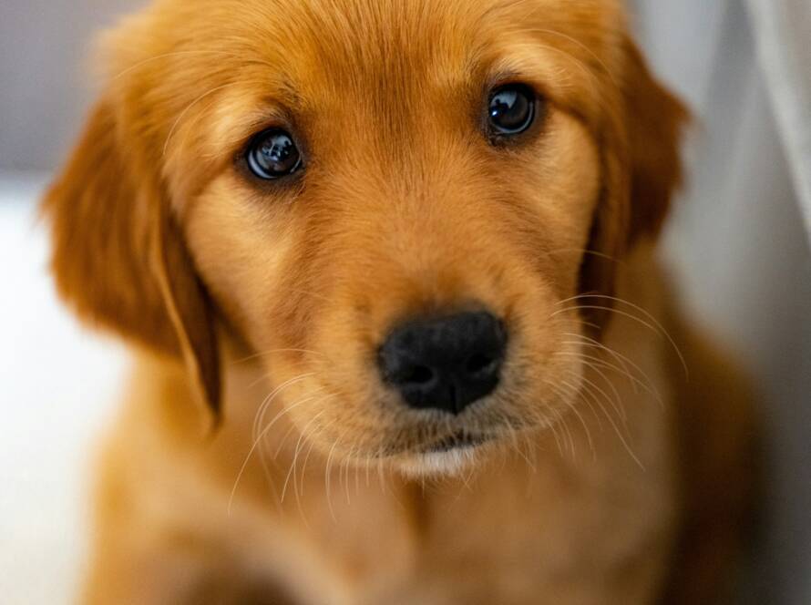 Puppy Lessen