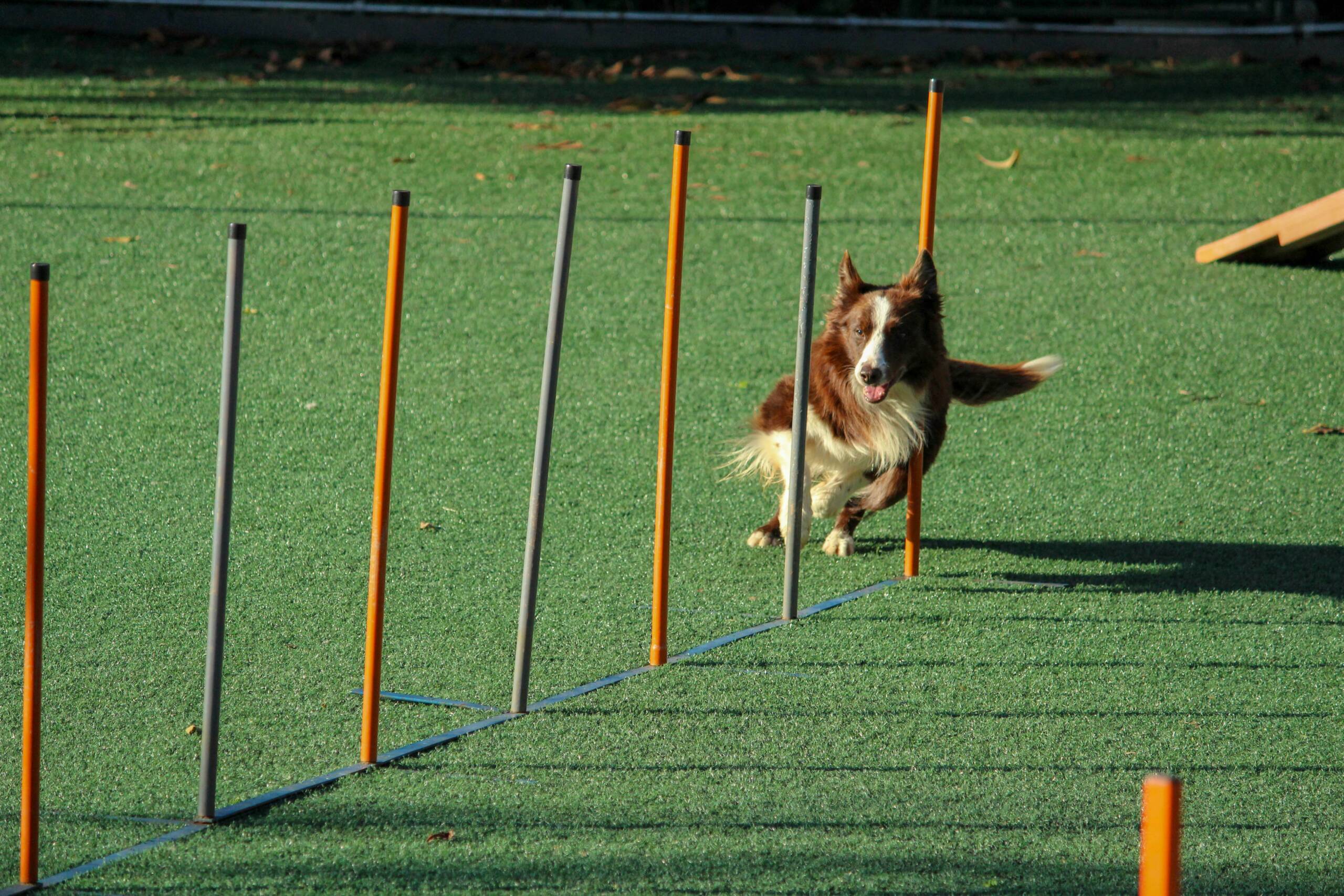 Agility Training bij Mijn Hond Mijn Vriend
